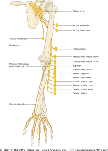 Radial nerve branches